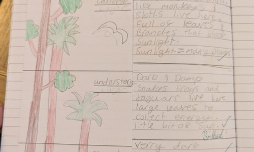 News » Layers of the Rainforest